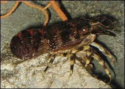 Petite ___________ des mers :