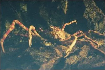 Rassurez-vous elle n'est pas terrestre, sauf lorsqu'elle arrive jusqu' nos assiettes.