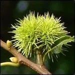 Quel est cet arbre ?