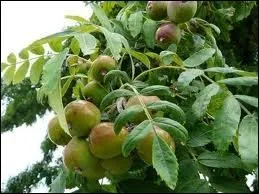 Comment se nomme cet arbre ?