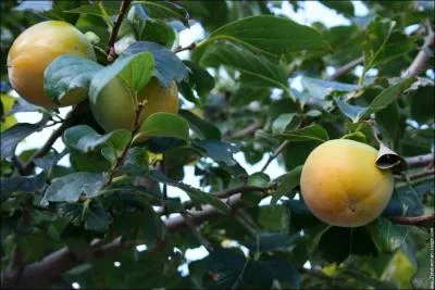 Quel est cet arbre ?