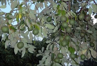 Quel est cet arbre ?