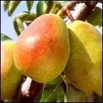 Quel est cet arbre ?