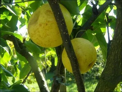 Quel est le nom de cet arbre fruitier ?