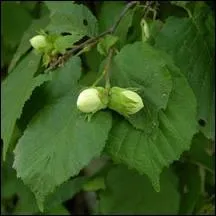 Quel est l'ancien nom de cet arbre ?