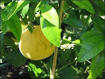 Quel est cet arbre ?