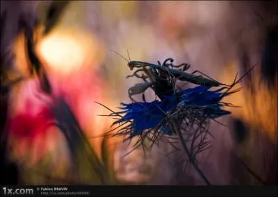 Elle passe sa journe dans une immobilit presque parfaite, dans une attitude de prire, dans quelle catgorie est-elle ?