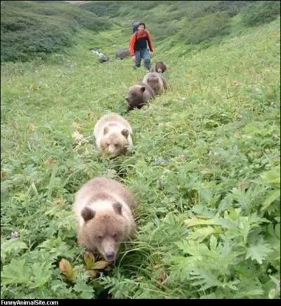 Parlons maintenant du grizzli, il est ...