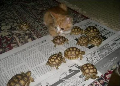 La tortue terrestre est ...