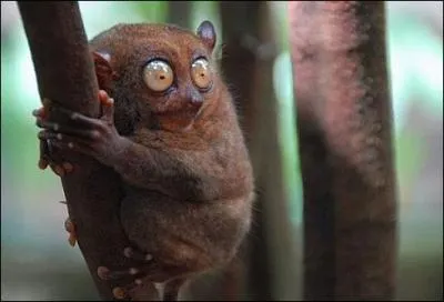 Ce primate, le tarsier, se nourrit essentiellement ...