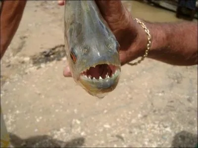 La plupart, des espces de piranhas, est ...