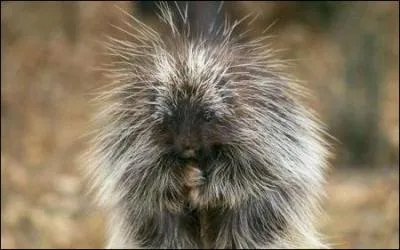 Le porc-pic d'Amrique a une particularit ...