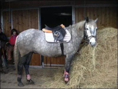 Quelle est la robe de ce cheval ?