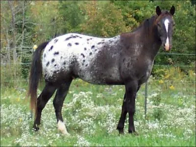Quelle est la robe de ce cheval ?