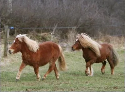 D'o sont originaires ces poneys ?