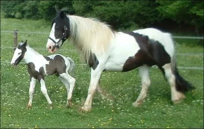 Quelle est la race de ces chevaux ?