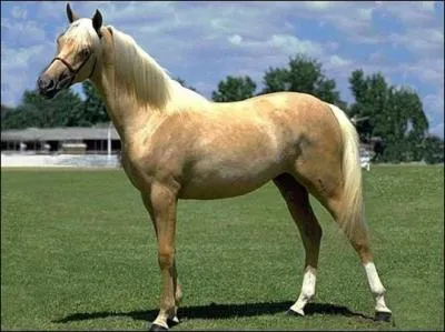 Quelle est la robe de ce cheval ?
