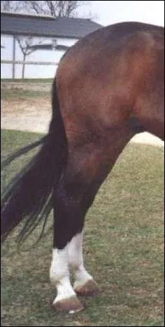 Le cheval a des antrieurs et des :