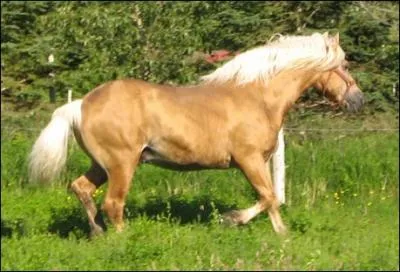 Quelle est la race de ce cheval ?