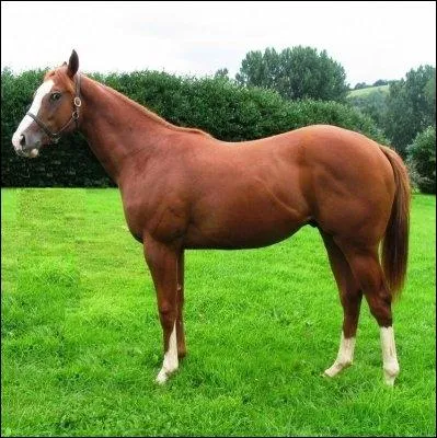 Quelle est la race de ce cheval ?