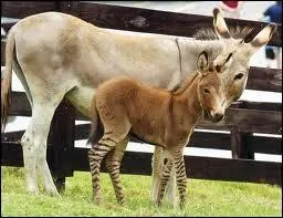 L'accouplement d'une nesse et d'un zbre donne un animal hydride appel  zbrne . Si cette nesse s'tait accouple avec un talon cheval, comment se serait appel le petit ?