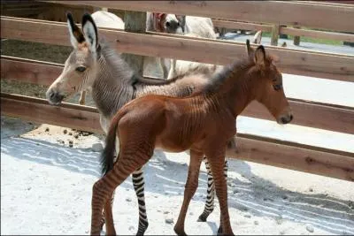 Qu'est-ce qu'un zorse ?