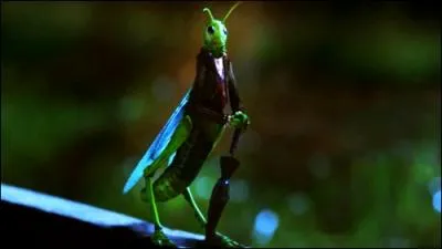 Quel acteur interprte le rle de Jiminy Cricket ?