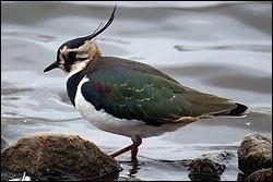 Oiseau commun dans toute l'Europe, voici le :