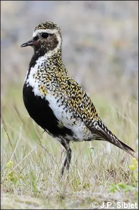 Petit oiseau c�tier