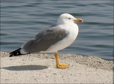 Est-ce un _________ ou une ________ ?