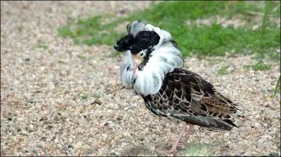 Ce __________, expose son plus beau plumage au regard des  dames .