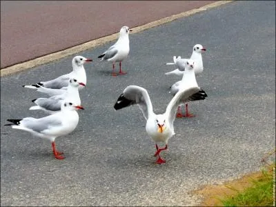 Omnivores, nous sommes une bande de