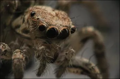 C'est avec ses chlicres qu'elle paralyse et tue ses proies !