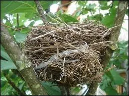 Le mot commence par : Ba ...