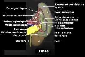 Le mot commence par : Ba ...