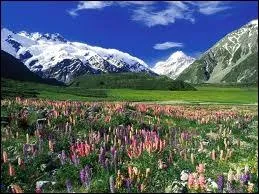 En Nouvelle-Zélande, le mont Cook (sur la commode) culmine à 3 754 m. C'est le point le plus élevé...