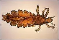 Au sens figur, on le prend...