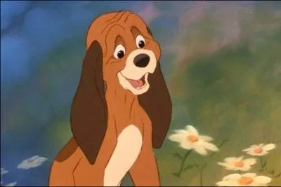 Quelle est la race de Rouky dans  Rox et Rouky  ?