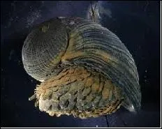 Le Crysomallon squamiferum est un mollusque unique au monde, il est le seul animal connu dont la coquille est partiellement compose de fer. A quoi peut donc servir sa coquille ?