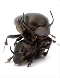 Je ne vous dirai rien sur l'onthophagus taurus. A vous de trouver de quoi il est capable :