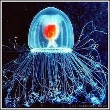 Encore une mduse ! Elle s'appelle turritopsis nutricula, et l non plus je ne vous dirai rien sur ce dont elle est capable. A vous de trouver !