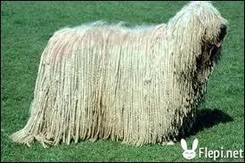 Non, ce n'est pas une serpillre ! C'est un chien komondor d'origine asiatique. Ce chien sait trs bien faire une chose, laquelle ?