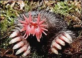 La taupe  nez toil est une taupe qui vit au Qubec, quelle est sa particularit ?