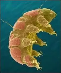 Le tardigrade est une petite bte qui mesure 1, 5 mm maximum. A votre avis, de quoi est capable ce petit animal ?