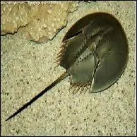 La limule est un arthropode marin considr comme fossile vivant. Son sang a une particularit, laquelle ?