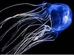 Chironex fleckeri est une mduse vivant en Australie. Elle possde le venin le plus puissant au monde qui peut tuer un homme en moins de 4 minutes. Combien d'yeux possde cette mduse ?