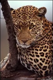 Quel est cet animal ?