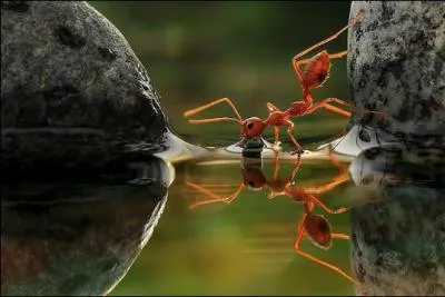 Comment la fourmi de feu, une espce agressive originaire d'Amrique du Sud, est-elle entrain de  conqurir  le monde malgr les efforts de l'homme pour contrer son expansion ?