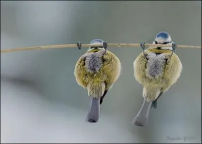 De quelle espce sont ces oiseaux acrobates ?