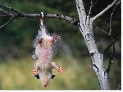 Quel animal est devenu clbre grce aux films d'animation  L'ge de glace  ?